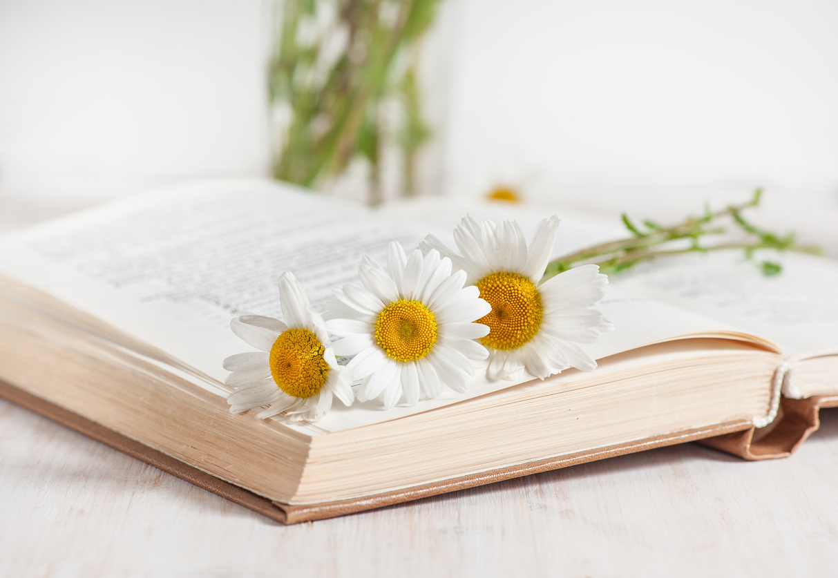 Chamomile flowers in open book